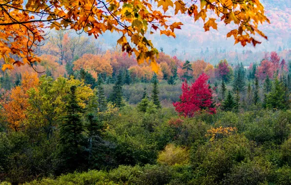 Picture autumn, forest, leaves, trees, slope