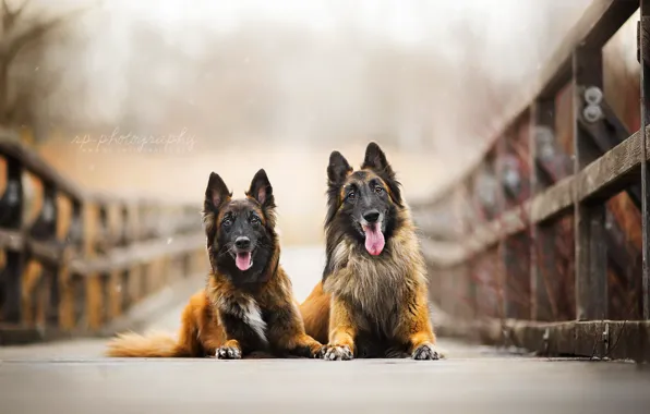 Background, each, dog