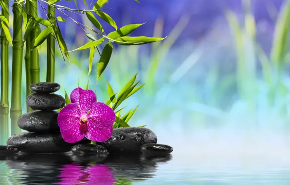Flower, water, stones, bamboo, flower, water, orchid, stones
