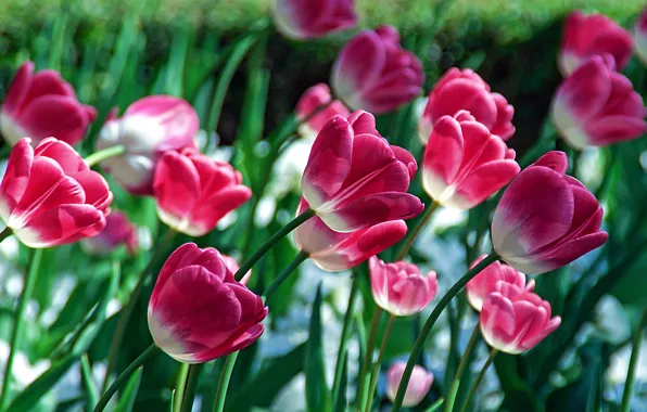 Tilt, tulips, buds