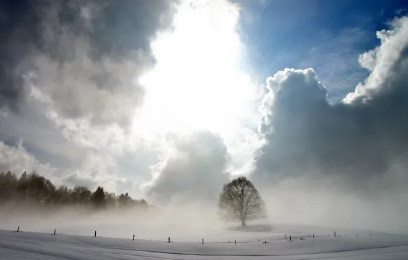 Picture field, landscape, fog, tree