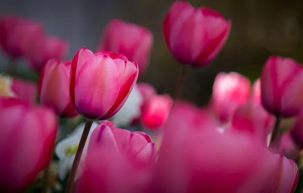 Field, flowers, spring, tulips