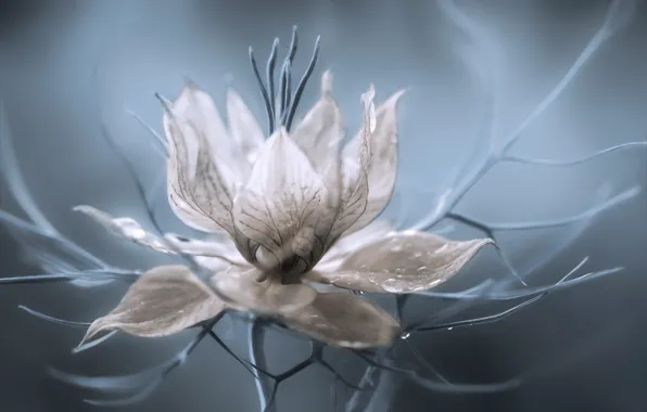 Picture flower, macro, nature, Nigella Damascena