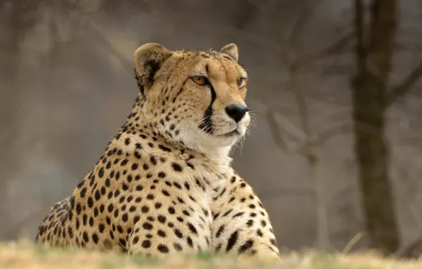 Picture portrait, Cheetah, wild cat