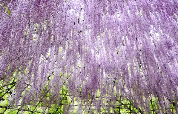 Flowers, tenderness, Wisteria