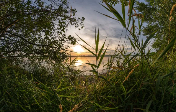 Lake, thickets, morning, reed