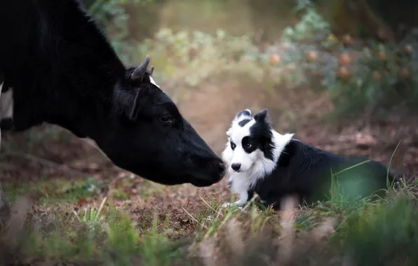 Picture each, cows, dog