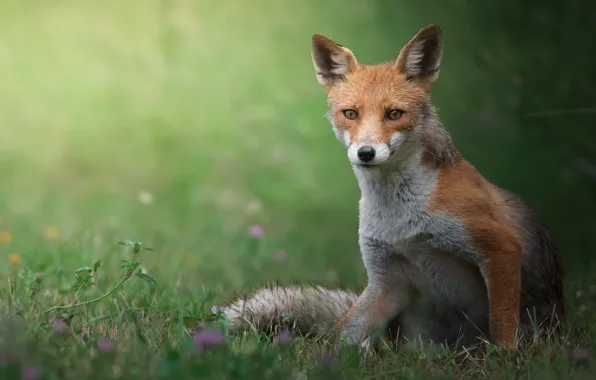 Summer, grass, look, face, nature, pose, glade, Fox