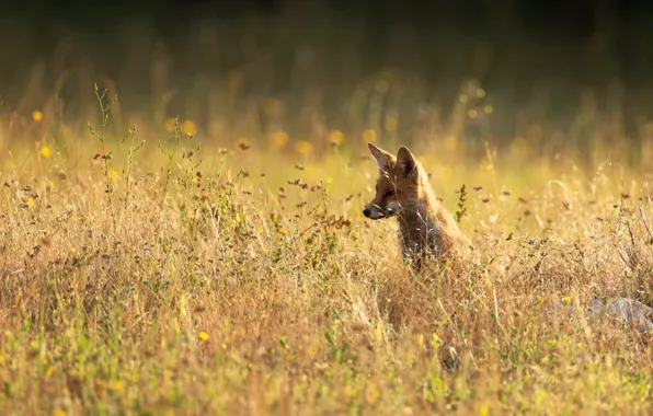 Field, summer, grass, look, face, meadow, Fox, blade