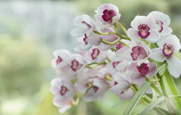 Background, blur, pink, white, orchids