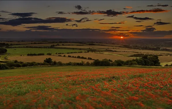 Picture sunset, field, Maki