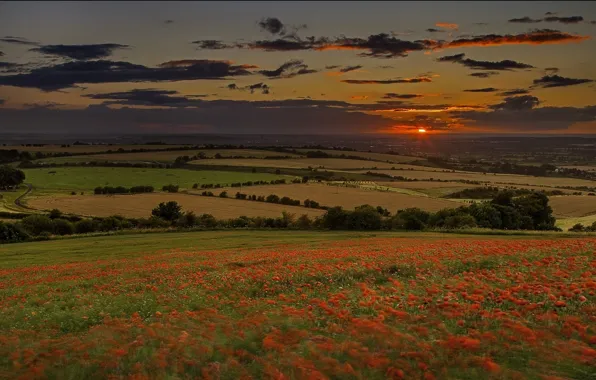 Sunset, field, Maki
