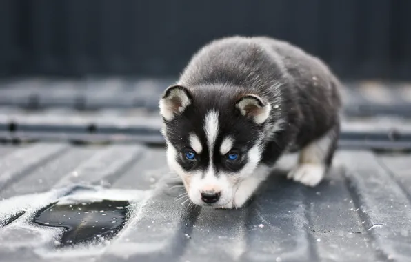 Metal, pose, background, the fence, dog, baby, puppy, face
