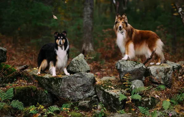 Dogs, look, nature, pose, dog, a couple, Duo, friends
