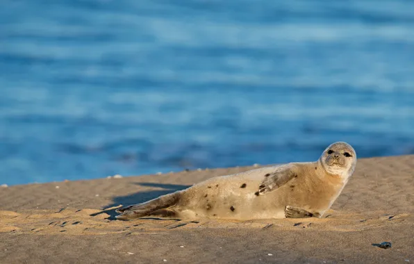Sand, sea, beach, water, shore, seal, lies, face