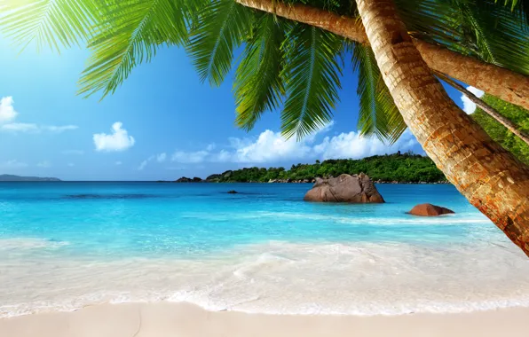 Sand, sea, beach, the sun, tropics, palm trees, the ocean, shore