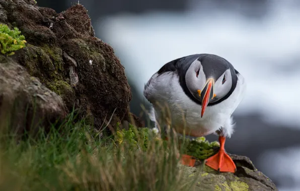 Picture grass, nature, pose, stones, rocks, bird, shore, stalled