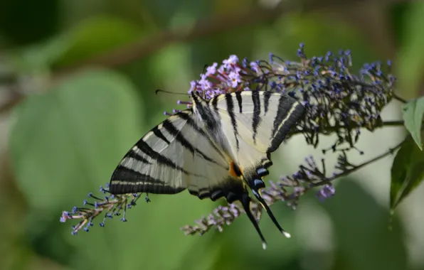 Greens, blue, yellow, nature, butterfly, black, plant, fauna