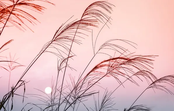 Picture the sky, color, macro, sunset, nature, the moon, plants, the evening
