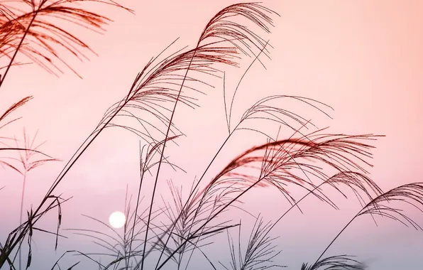 The sky, macro, sunset, nature, the moon, plant, color, the evening