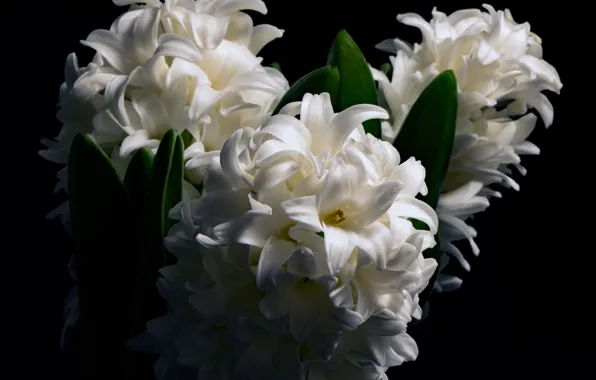 White, macro, hyacinth