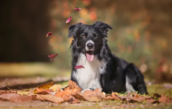 Picture autumn, language, look, leaves, dog, bokeh, The border collie