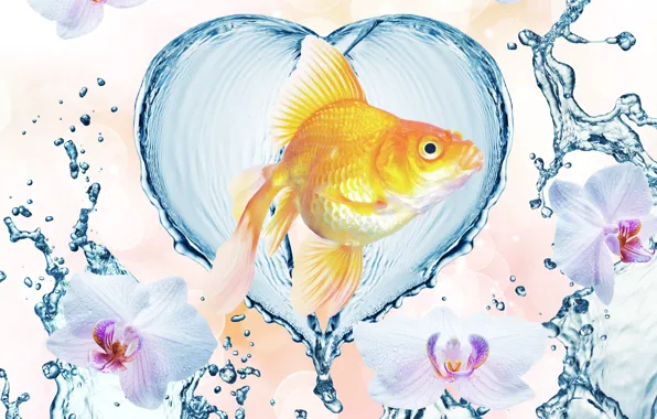 Water, drops, flowers, squirt, pattern, heart, fish, orchids