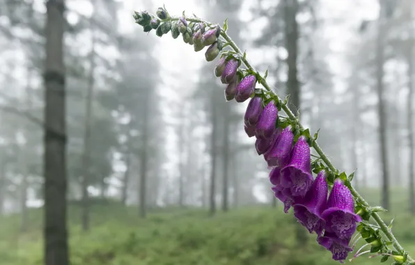 Summer, flowers, nature
