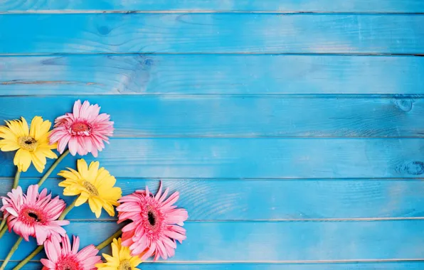Board, petals, gerbera