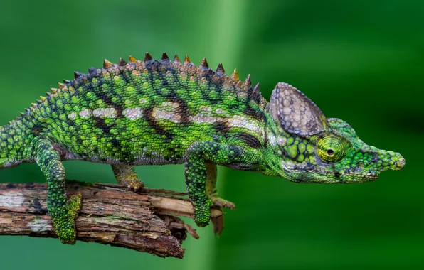 Macro, chameleon, green background, reptile, bitch