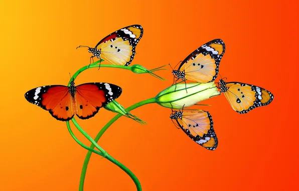 Macro, butterfly, flowers, insects, orange background, eustoma