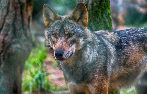 Nature, snow, predator, face, animal, wolf, wildlife, portrait