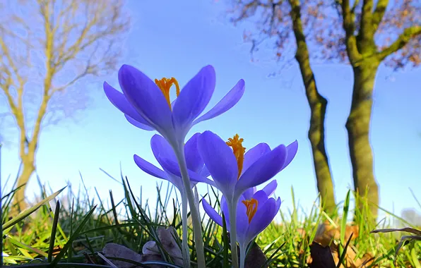 The sky, grass, trees, flowers, crocuses