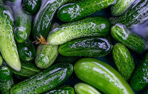 Water, Shine, fresh, cucumbers, pickles, marinated, swim, salted
