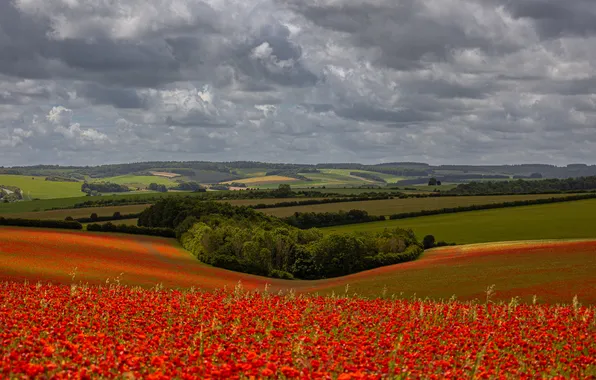 Field, forest, summer, the sky, clouds, trees, landscape, flowers