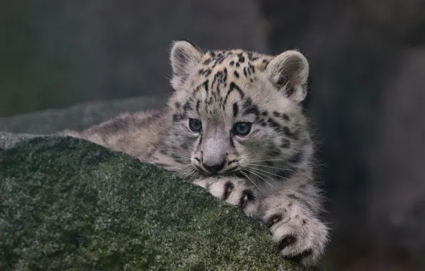 Picture stone, IRBIS, snow leopard, cub, kitty, snow leopard