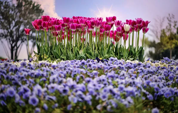 The sun, spring, tulips