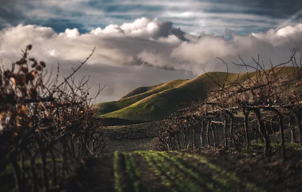 Clouds, Field, Farm, The way, Landscape, Clouds, Landscape, Vineyard