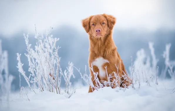 Winter, frost, field, grass, look, snow, nature, dog