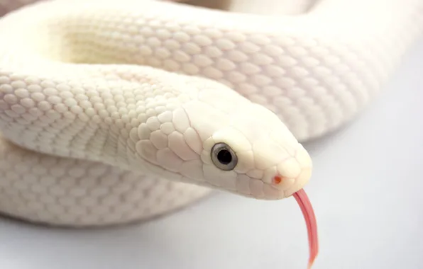 Picture language, snakes, albino