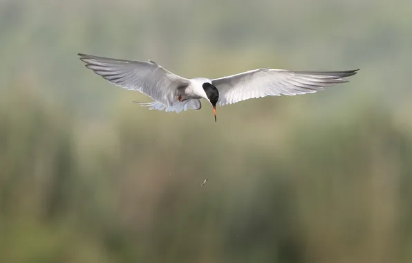 Bird, Seagull, bokeh, mining, catch, Andrey Kiselev, Dropped it
