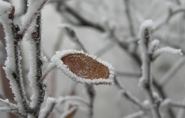 Frost, sheet, branch