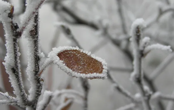 Picture frost, sheet, branch