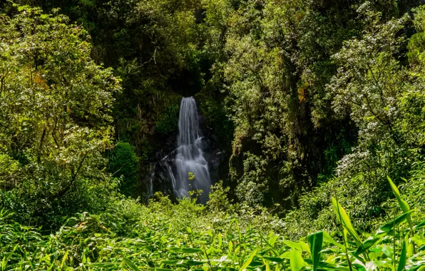 Greens, forest, summer, the sun, trees, France, waterfall, the bushes