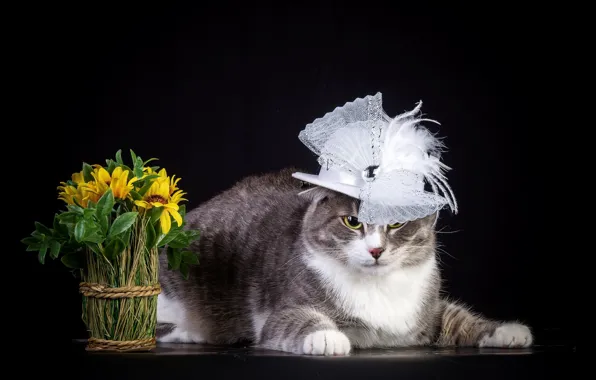Cat, Hat, Madame