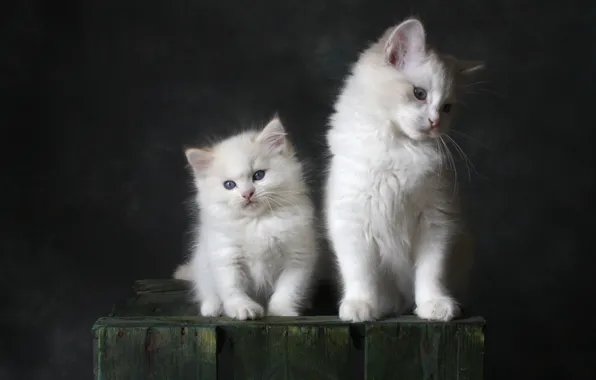Cats, the dark background, kitty, kittens, white, box, kids, a couple