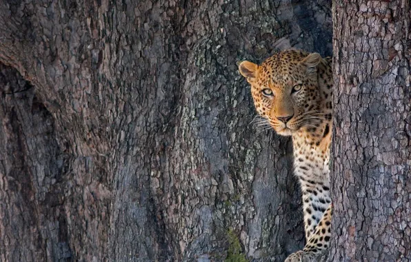 Picture cat, tree, leopard