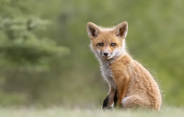 Picture look, background, red, Fox, cub, bokeh, Fox
