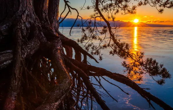 Picture the sun, roots, lake, tree, pine, Michigan