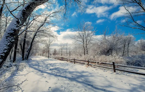 Picture winter, clouds, trees, the fence